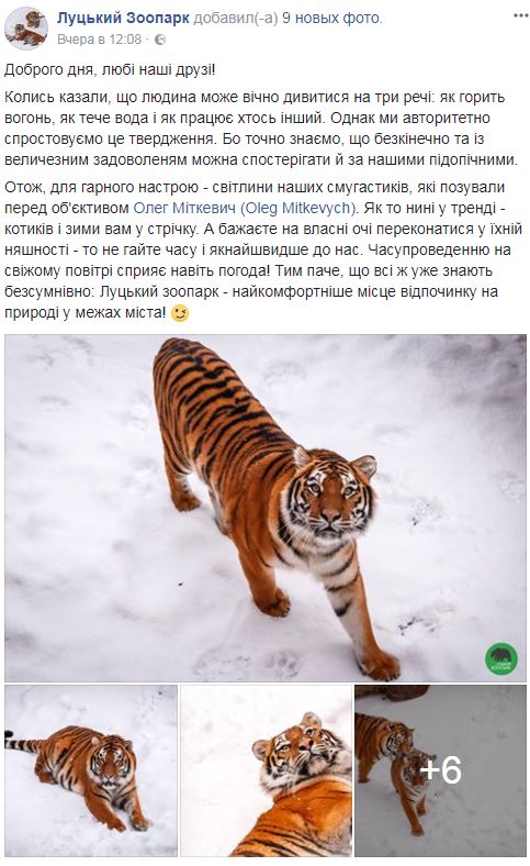 Котики і зима: тигри з Луцького зоопарку сходять з розуму у снігу (забавні фото)